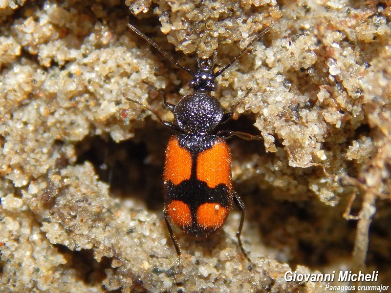 Carabidae del Parco del Ticino